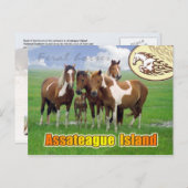 Carte Postale Chevaux de Feral, Assateague Island Nat. Bord de m (Devant / Derrière)