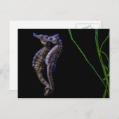 Carte Postale Chevaux de mer (Seahorses) (Devant / Derrière)