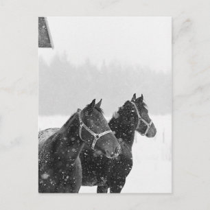 Carte Postale Chevaux de neige