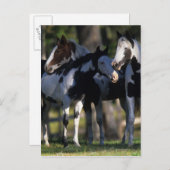 Carte Postale Chevaux de peinture (Devant / Derrière)