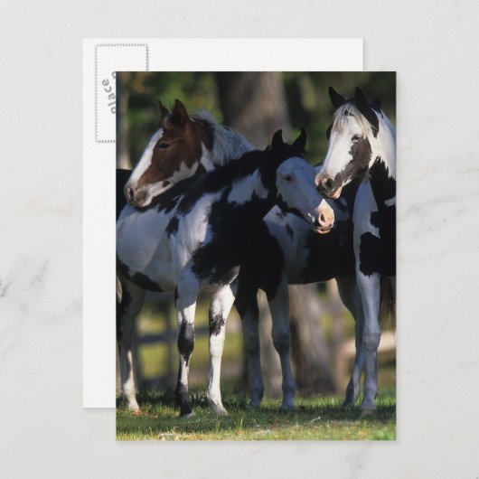 Carte Postale Chevaux de peinture (Devant / Derrière)