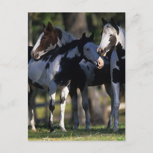 Carte Postale Chevaux de peinture (Devant)