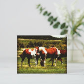 Carte Postale Chevaux de peinture (Debout devant)