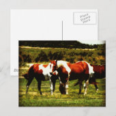 Carte Postale Chevaux de peinture (Devant / Derrière)