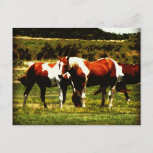 Carte Postale Chevaux de peinture
