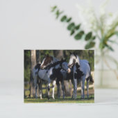 Carte Postale Chevaux de peinture (Debout devant)