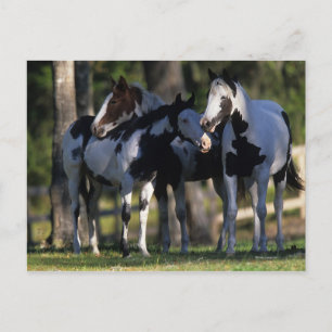 Carte Postale Chevaux de peinture