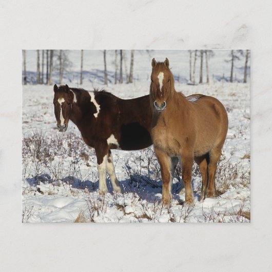 Carte Postale Chevaux de peinture dans la neige (Devant)