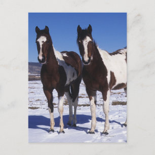 Carte Postale Chevaux de peinture debout dans la neige