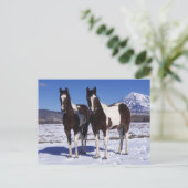 Carte Postale Chevaux de peinture debout dans la neige (Debout devant)