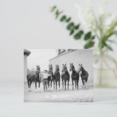 Carte Postale Chevaux de présentation, 1912 (Debout devant)