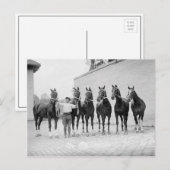 Carte Postale Chevaux de présentation, 1912 (Devant / Derrière)