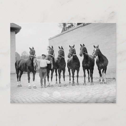 Carte Postale Chevaux de présentation, 1912 (Devant)