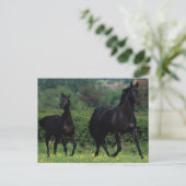 Carte Postale Chevaux de Thoroughbred en champ de fleurs (Debout devant)