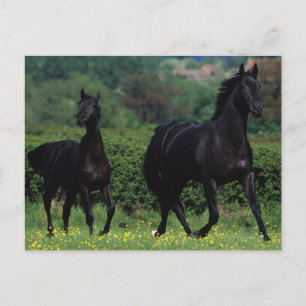 Carte Postale Chevaux de Thoroughbred en champ de fleurs