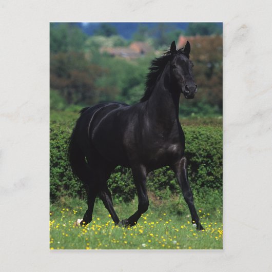 Carte Postale Chevaux de Thoroughbred en champ de fleurs (Devant)