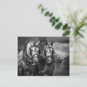Carte Postale Chevaux de travail (Debout devant)
