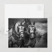 Carte Postale Chevaux de travail (Devant / Derrière)