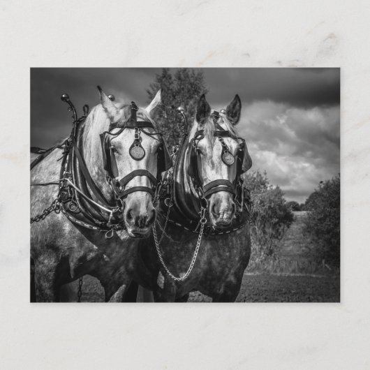 Carte Postale Chevaux de travail (Devant)
