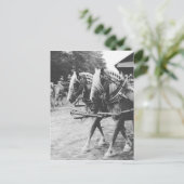 Carte Postale Chevaux de travail en noir et blanc (Debout devant)
