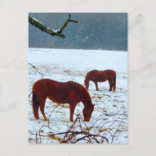 Carte Postale Chevaux debout dans la neige