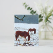 Carte Postale Chevaux debout dans la neige (Debout devant)