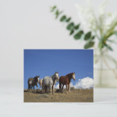 Carte Postale Chevaux debout dans un pâturage occidental (Debout devant)