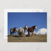 Carte Postale Chevaux debout dans un pâturage occidental (Devant / Derrière)