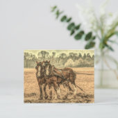 Carte Postale Chevaux d'élevage d'animaux de ferme primitifs de  (Debout devant)