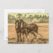 Carte Postale Chevaux d'élevage d'animaux de ferme primitifs de  (Devant / Derrière)