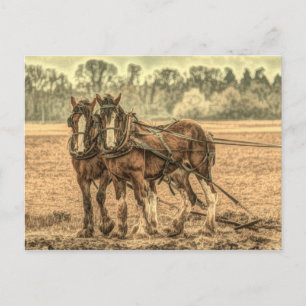 Carte Postale Chevaux d'élevage d'animaux de ferme primitifs de 