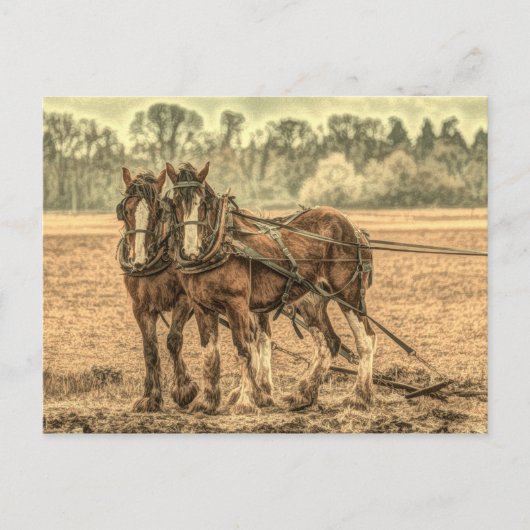 Carte Postale Chevaux d'élevage d'animaux de ferme primitifs de  (Devant)