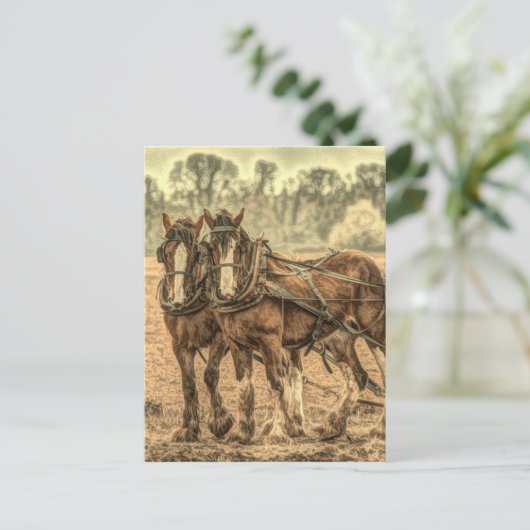 Carte Postale Chevaux d'élevage d'animaux de ferme primitifs de  (Debout devant)