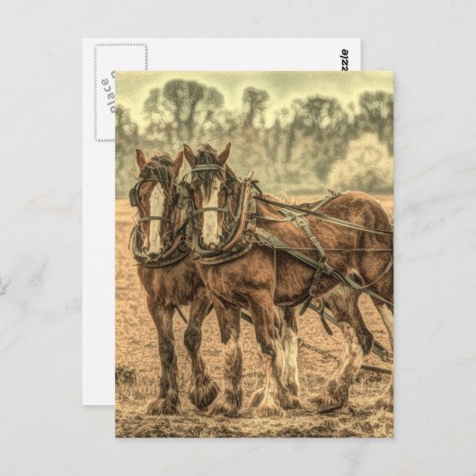 Carte Postale Chevaux d'élevage d'animaux de ferme primitifs de  (Devant / Derrière)