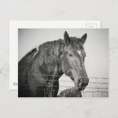 Carte Postale Chevaux derrière la clôture en noir et blanc (Devant / Derrière)