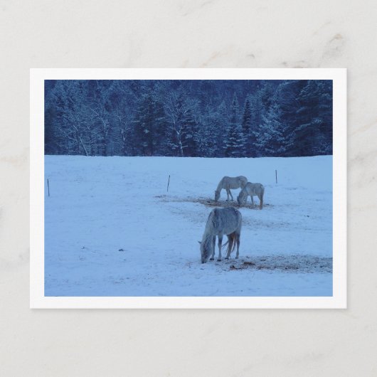 Carte postale Chevaux d'hiver bleu (Devant)
