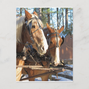 Carte Postale Chevaux d'hiver Sturbridge Village, Massachusetts