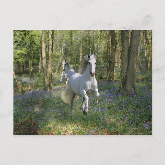 Carte Postale Chevaux d'Imaginaire : Bois de Bluebell (Devant)