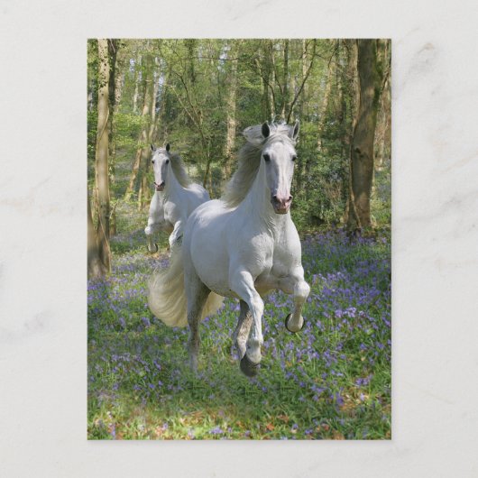 Carte Postale Chevaux d'Imaginaire : Bois de Bluebell (Devant)