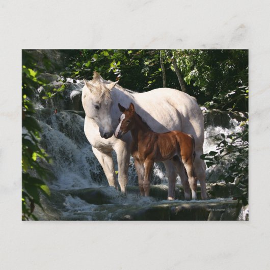 Carte Postale Chevaux d'Imaginaire : Cascade (Devant)