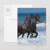 Carte Postale Chevaux d'Imaginaire : Friesians & Sea (Devant / Derrière)
