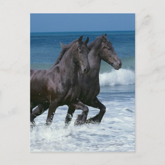 Carte Postale Chevaux d'Imaginaire : Friesians & Sea (Devant)