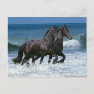 Carte Postale Chevaux d'Imaginaire : Friesians & Sea