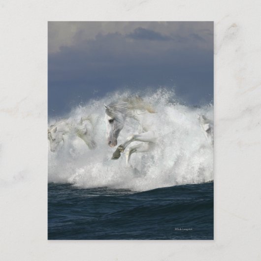 Carte Postale Chevaux d'imaginaire : Mer (Devant)