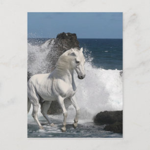 Carte Postale Chevaux d'Imaginaire : Mer du Sud