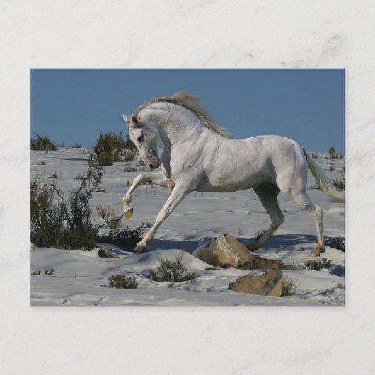 Carte Postale Chevaux d'Imaginaire : Roi de neige (Devant)