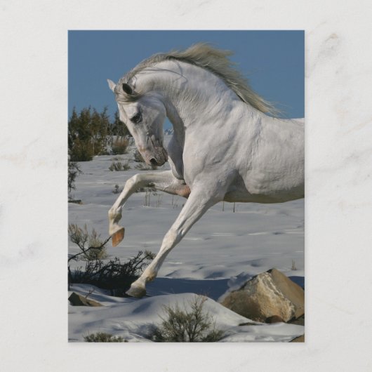 Carte Postale Chevaux d'Imaginaire : Roi de neige (Devant)