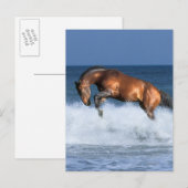 Carte Postale Chevaux d'Imaginaire : Selle Francais & Mer (Devant / Derrière)