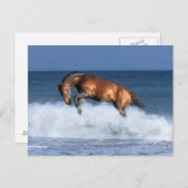 Carte Postale Chevaux d'Imaginaire : Selle Francais & Mer (Devant / Derrière)