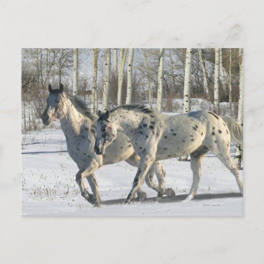 Carte Postale Chevaux d'Imaginaire : Wonderland d'hiver (Devant)